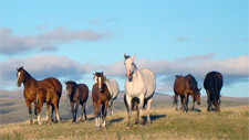 New Zealand-South Island-Southland High Country Station Ride